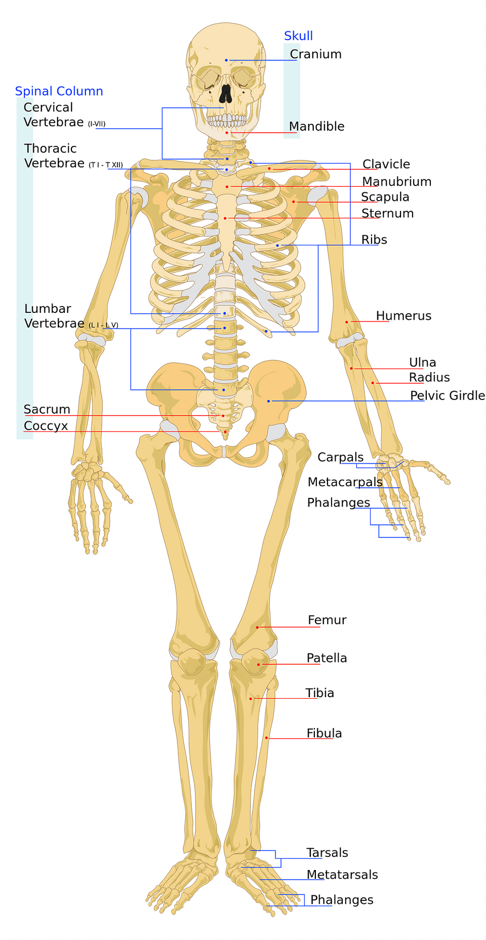 Skeletal Clipart, Skeleton, Person, Face, Head Png Image
