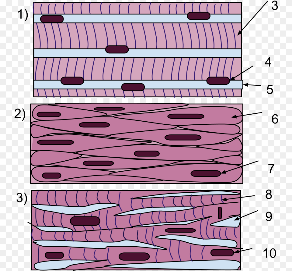 Skeletal Muscle Cells Membrane, Purple, Home Decor, Art Png Image