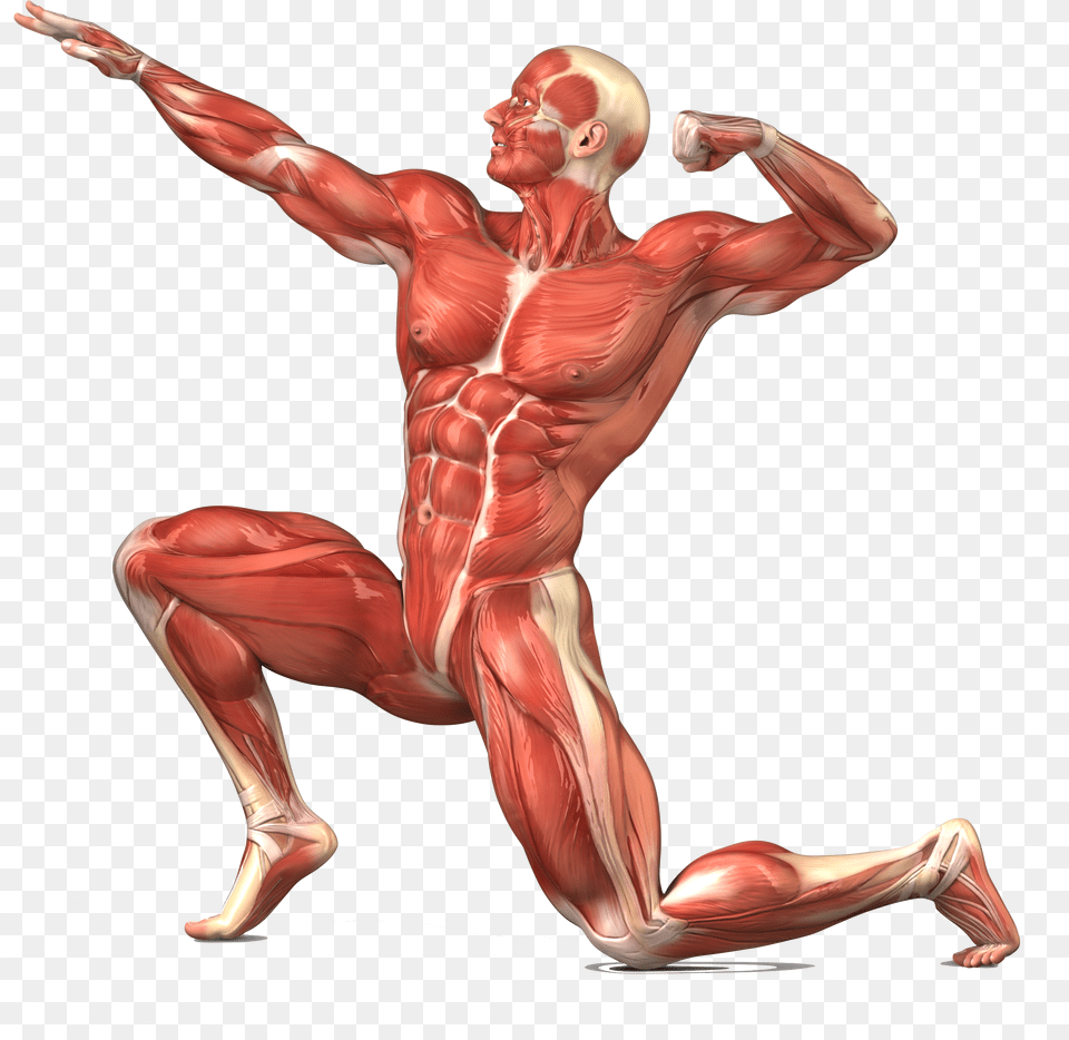 Skeletal Muscle Human Body Skeleton Transprent Muscular System No Labels, Adult, Male, Man, Person Png Image