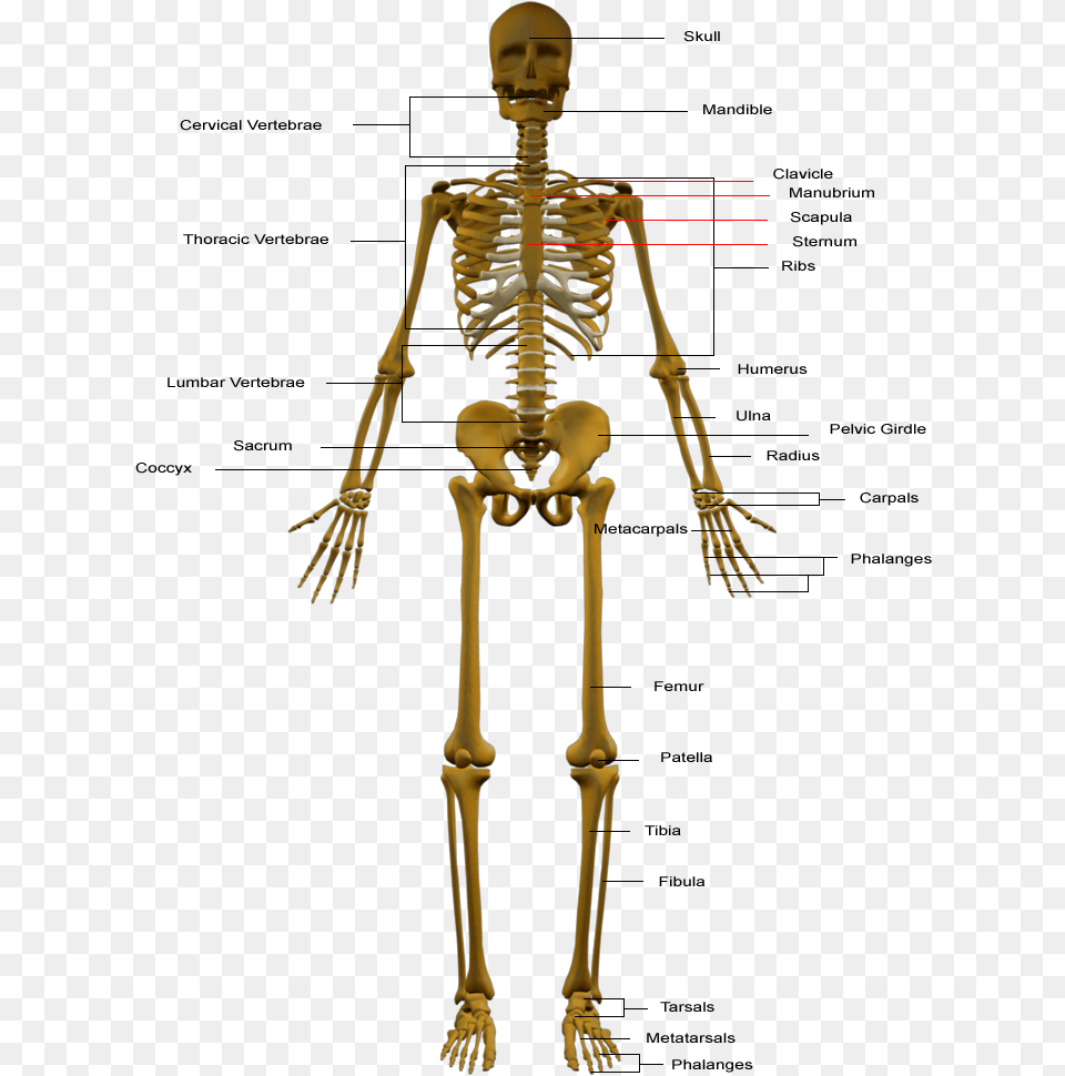 Skeletal System, Adult, Female, Person, Skeleton Png Image