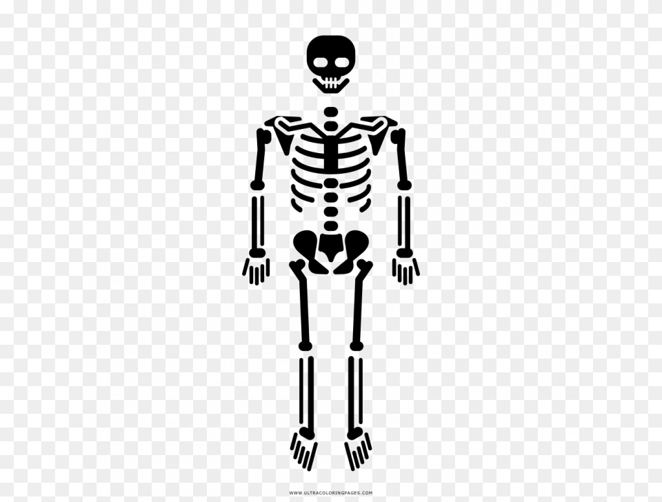 Skeletal System Body Skeleton Icon, Gray Png Image