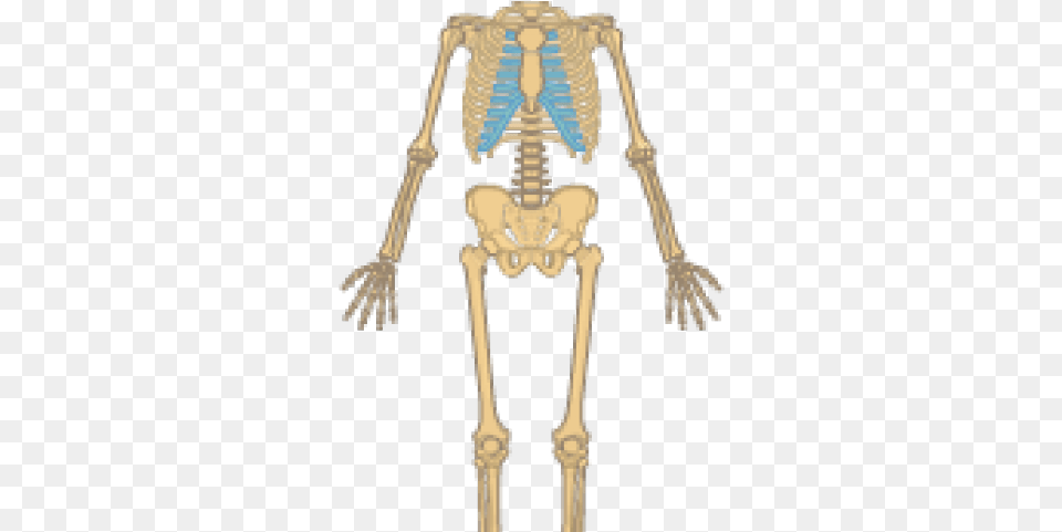 Skeletal System Clipart Human Skeletal System With Label Easy, Skeleton, Person Png