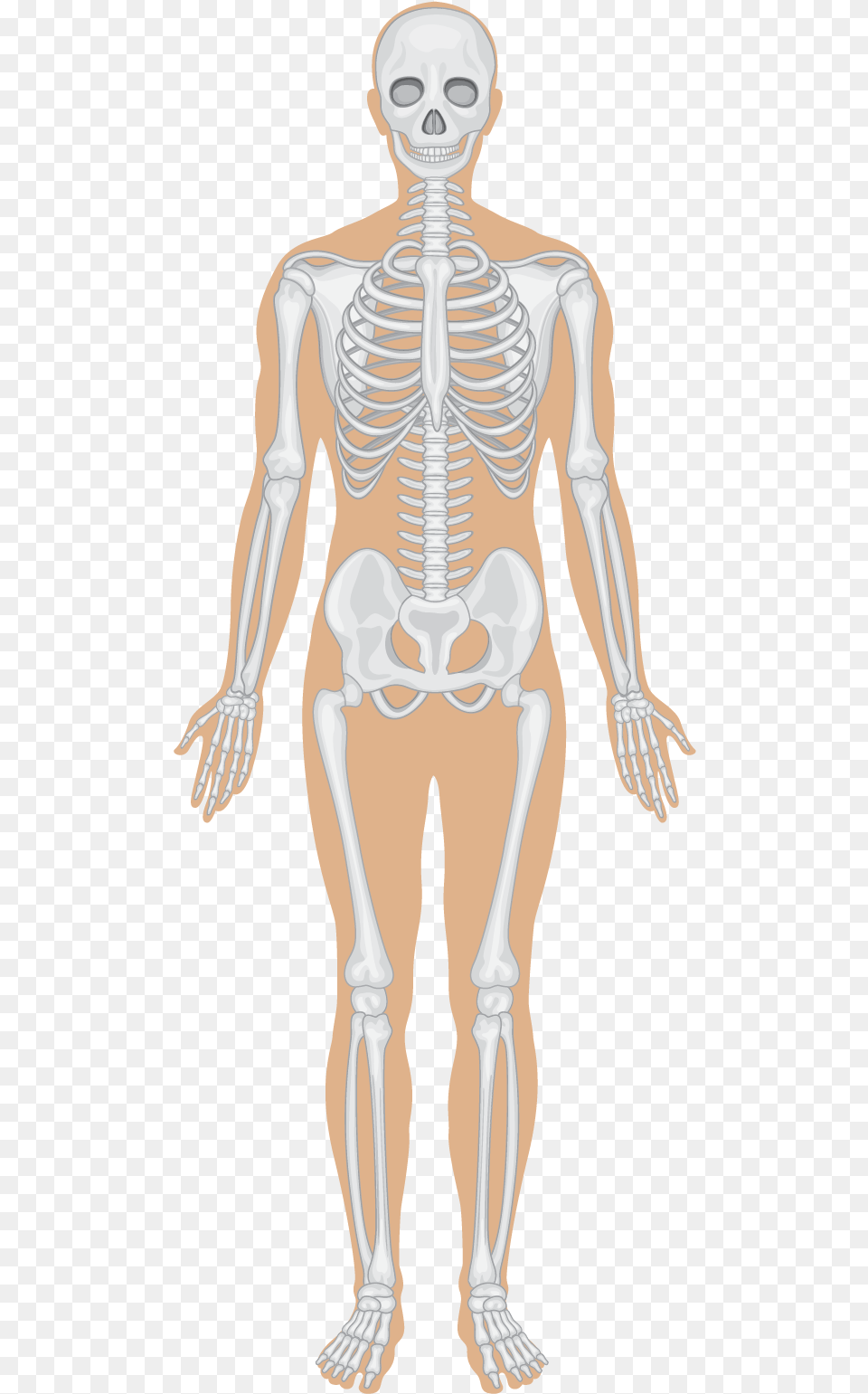 Skeletal System Different Organs, Adult, Female, Person, Skeleton Free Png