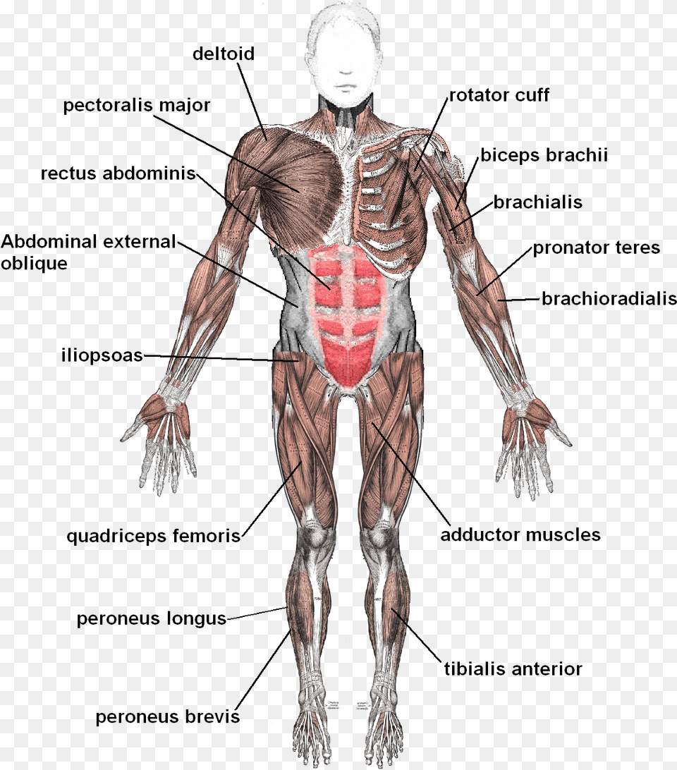 Skeletal System Muscles, Adult, Male, Man, Person Free Png