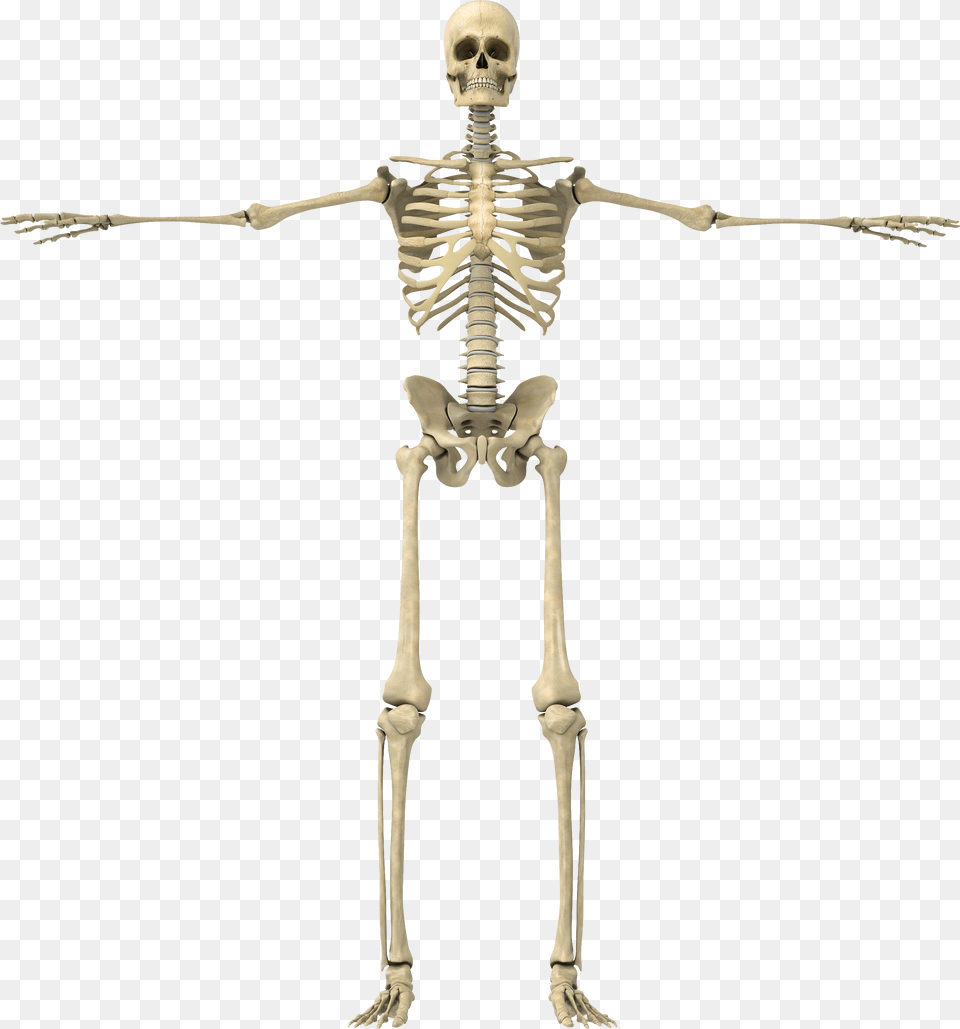 Skeletal System No Background, Skeleton, Person Png Image