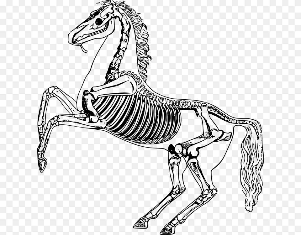 Skeletal System Of The Horse Skeleton Drawing Bone Horse Skeleton Drawing, Gray Png Image