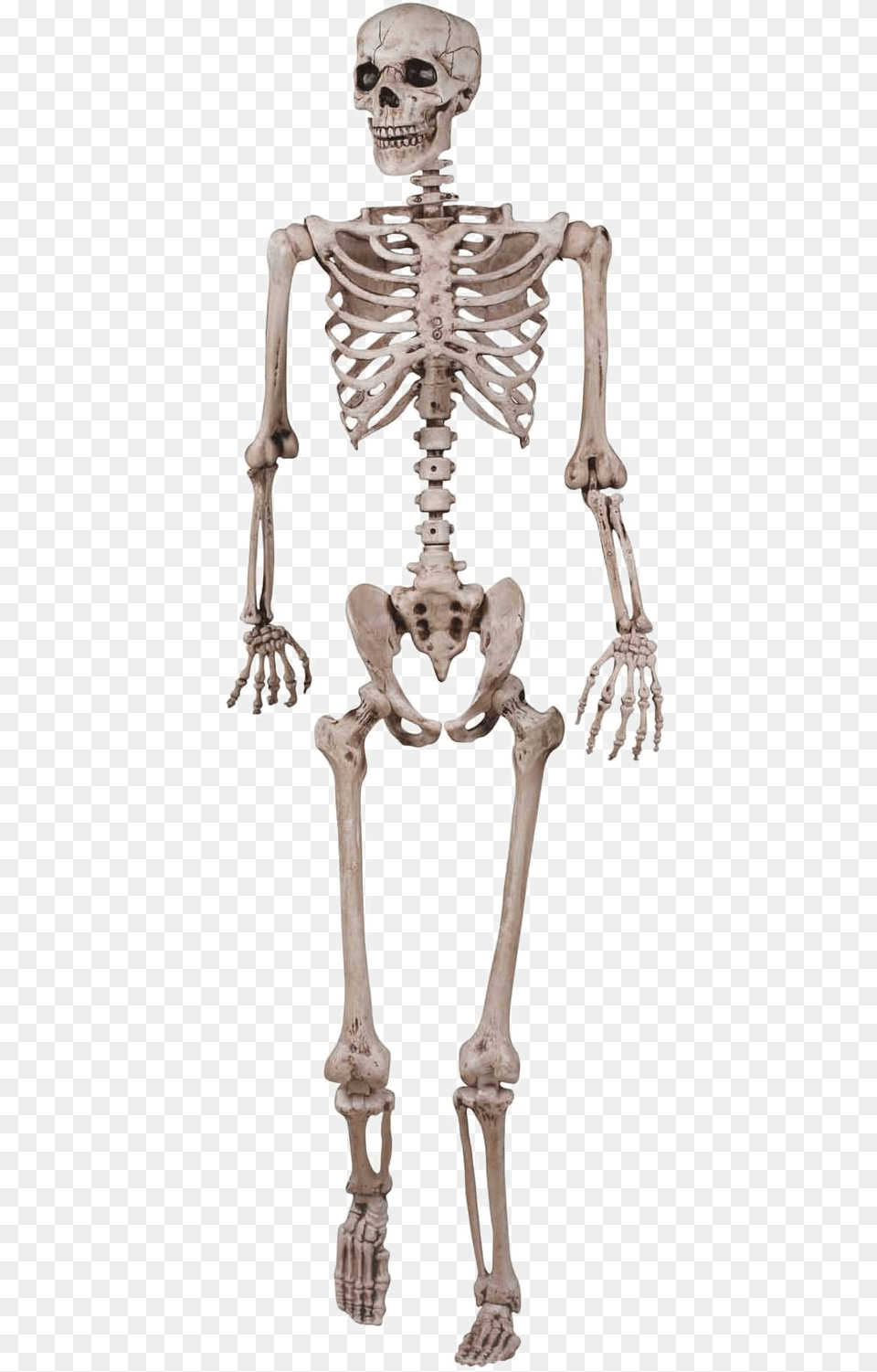 Skeletal System Transparent, Skeleton, Adult, Bride, Female Png