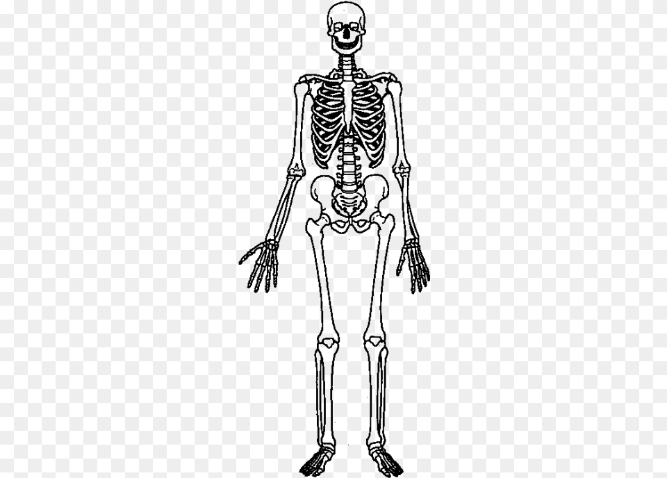 Skeletal System Worksheet For Grade, Skeleton, Adult, Bride, Female Png