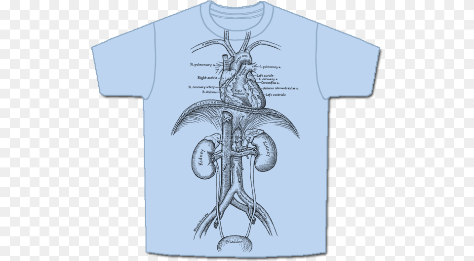 Skeletees Skeletees Anatomical T Shirts Designed And Circulatory System T Shirt, Clothing, T-shirt Free Png