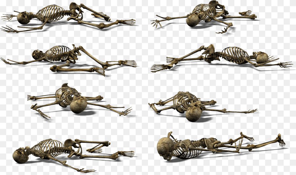 Skeleti, Skeleton, Animal, Dinosaur, Reptile Png