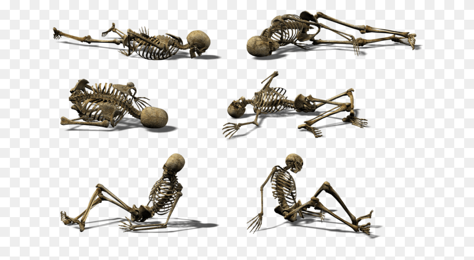 Skeleton, Animal, Insect, Invertebrate, Spider Free Transparent Png