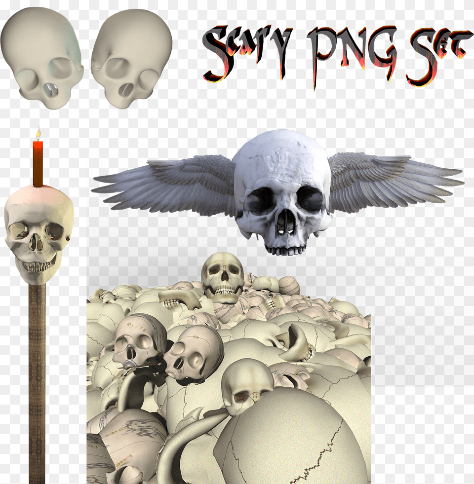 Skeleton, Animal, Bird, Face, Head Png Image