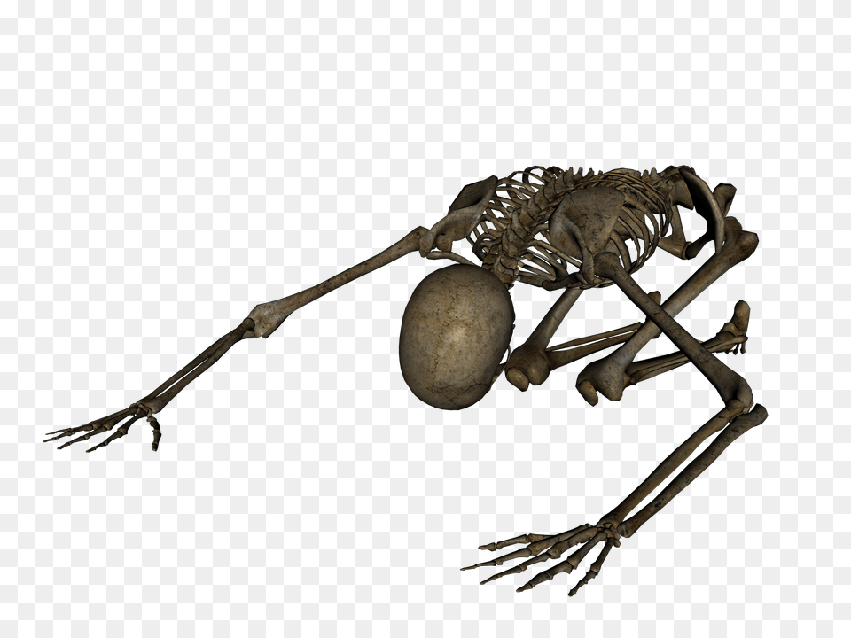 Skeleton, Animal, Dinosaur, Reptile, Kangaroo Png