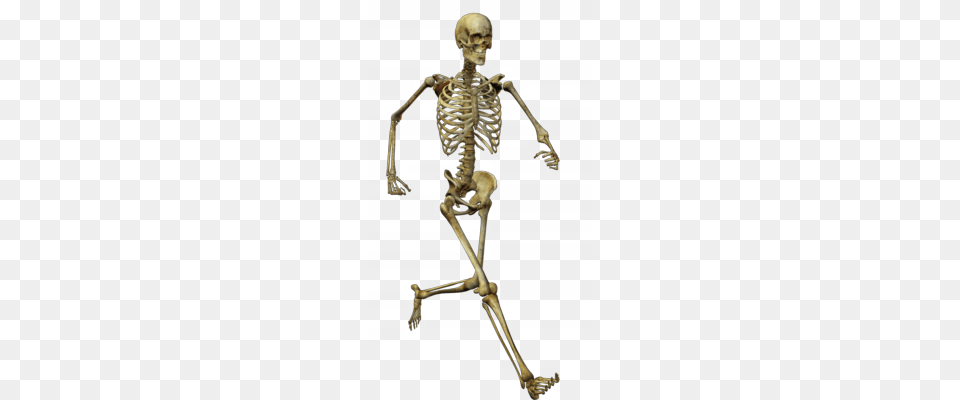 Skeleton Free Transparent Png