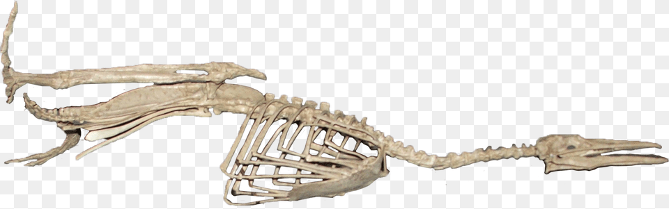 Skeleton Free Png