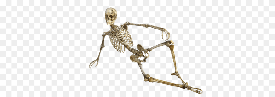 Skeleton Person, Face, Head Free Transparent Png