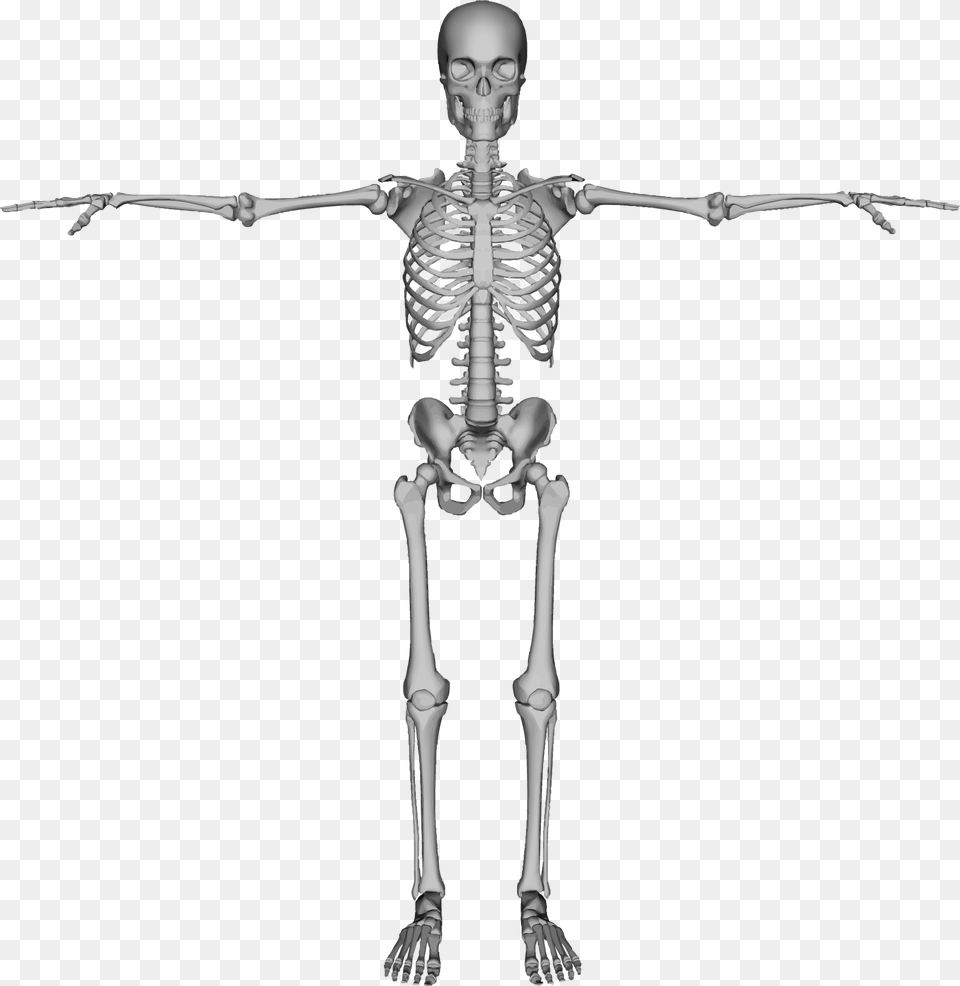 Skeleton, Person, Face, Head Free Png Download