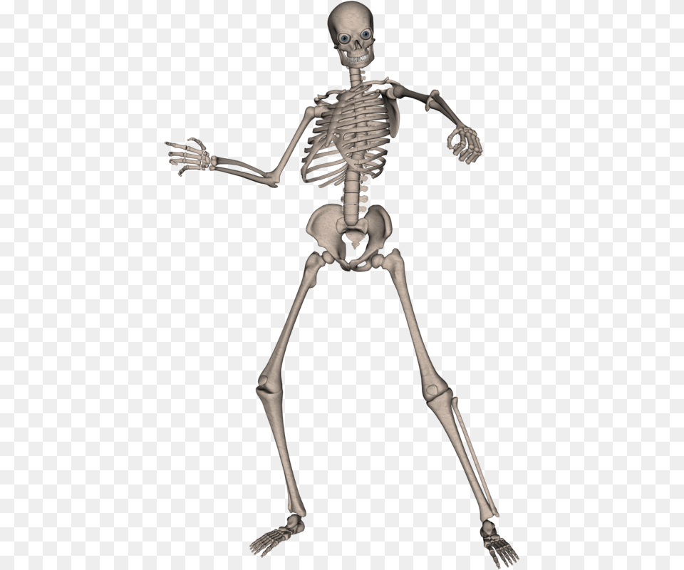 Skeleton, Adult, Male, Man, Person Png