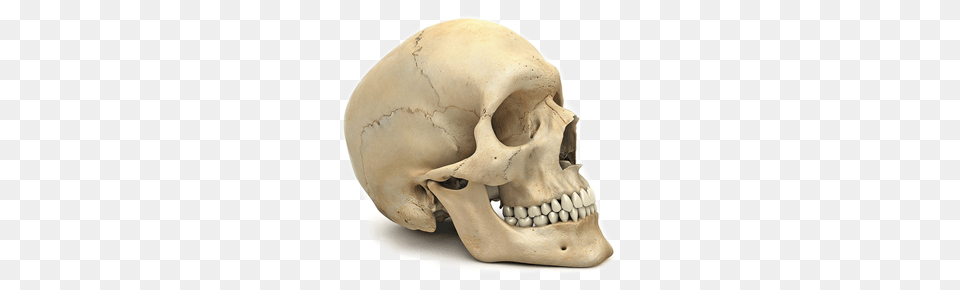 Skeleton, Head, Person, Face Png