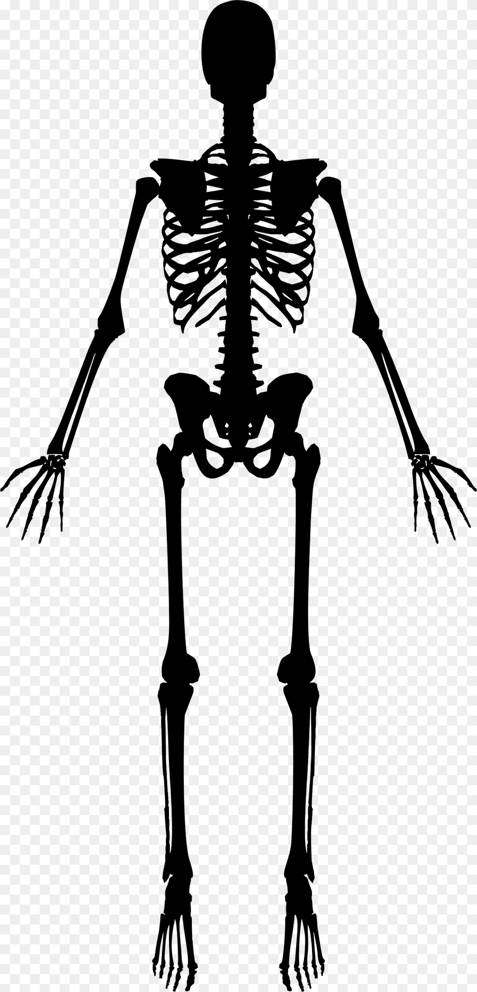 Skeleton, Gray Free Png