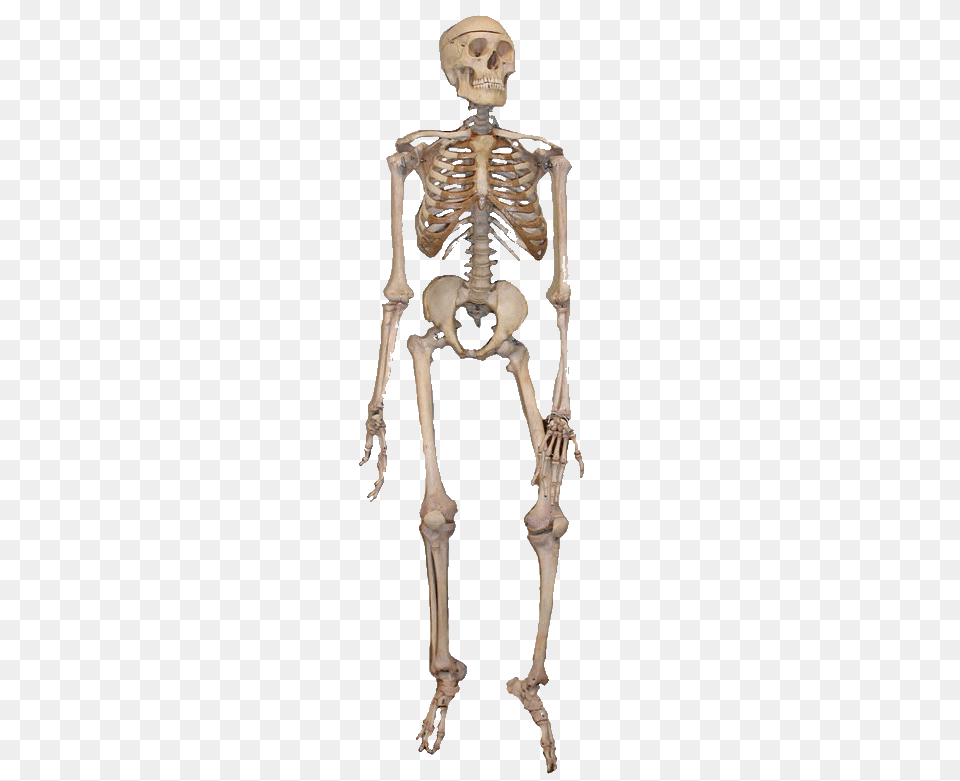 Skeleton, Person Free Transparent Png