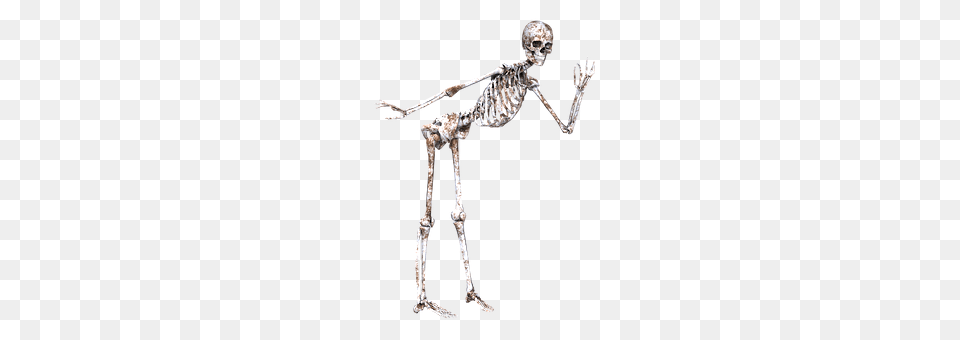 Skeleton Adult, Bride, Female, Person Free Png