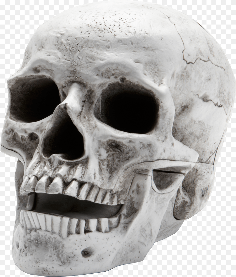 Skeleton, Person, Head, Face Png Image