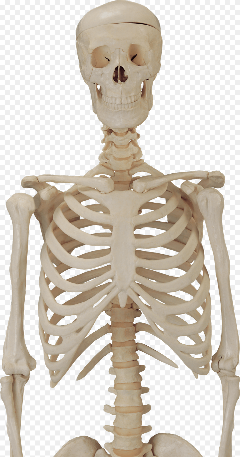 Skeleton, Person, Face, Head Png Image