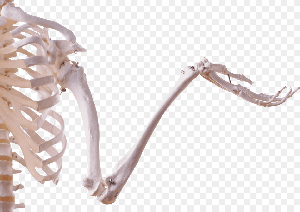 Skeleton Free Png