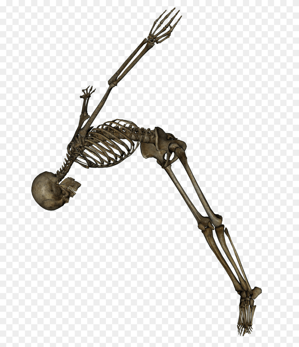 Skeleton, Bronze Png Image
