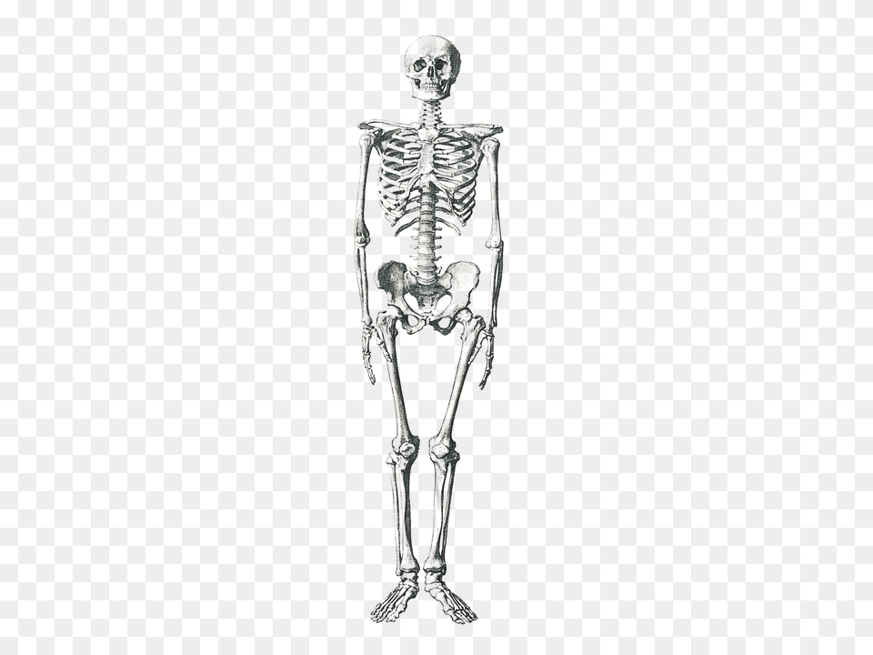 Skeleton, Adult, Bride, Female, Person Png