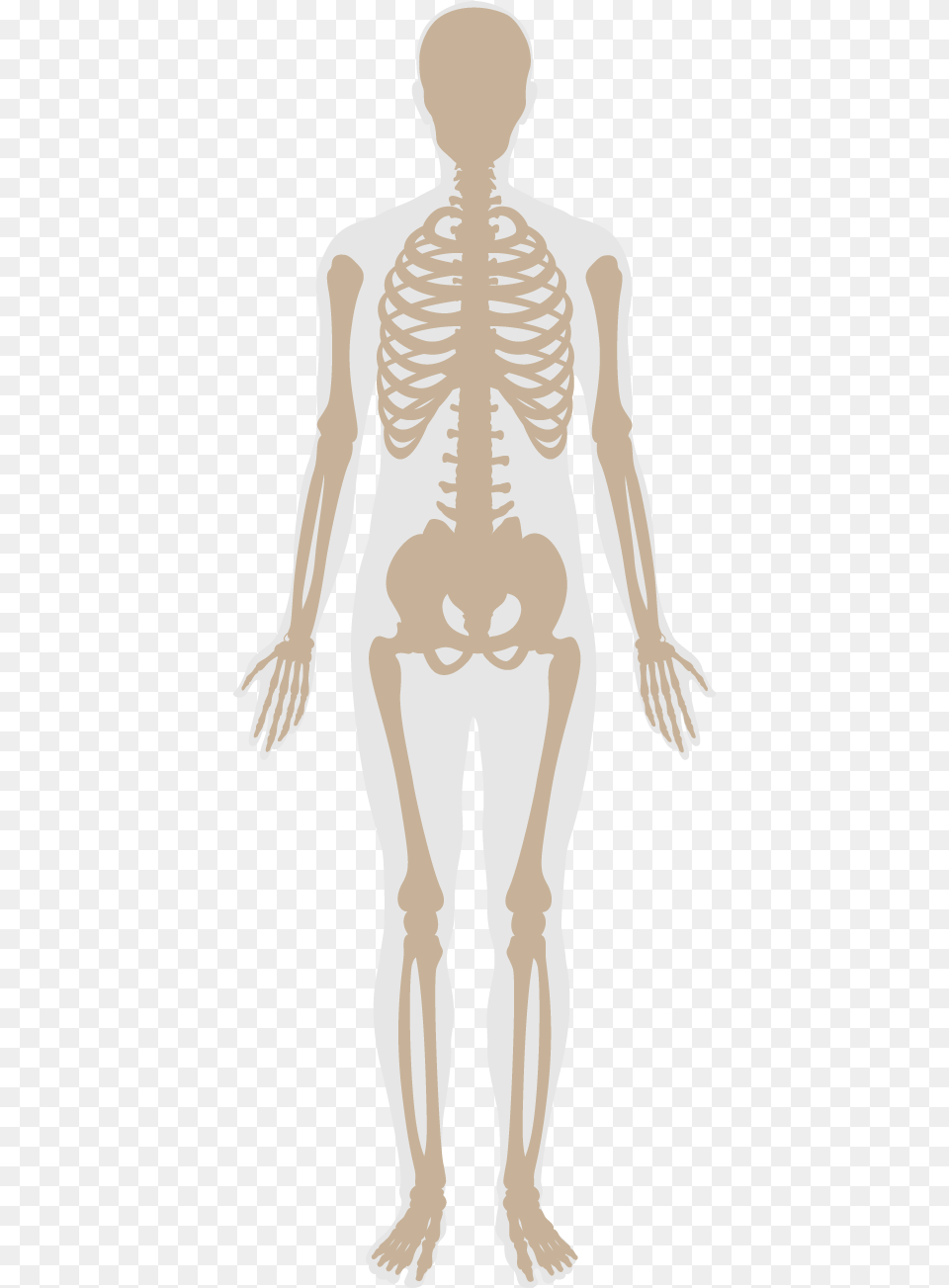 Skeleton, Adult, Male, Man, Person Free Png