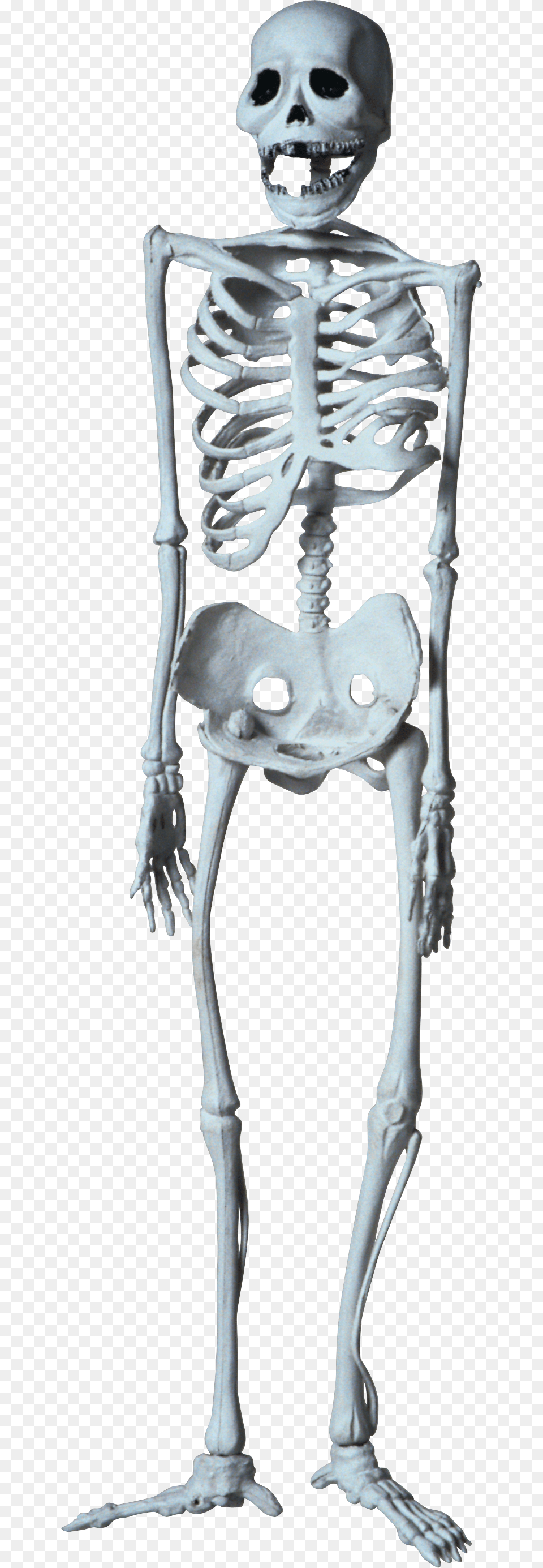 Skeleton, Person, Face, Head Free Png Download