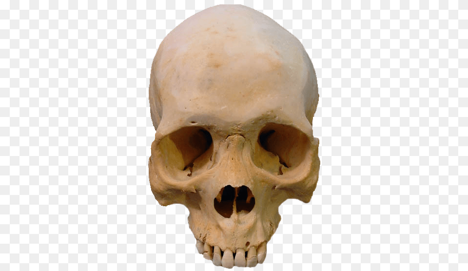 Skeleton, Person, Head Free Png