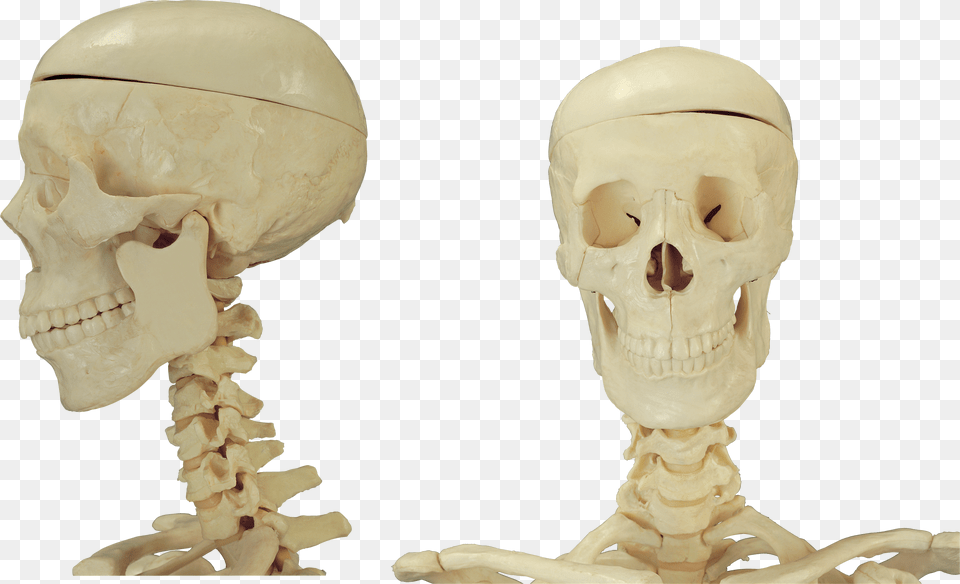 Skeleton Free Png