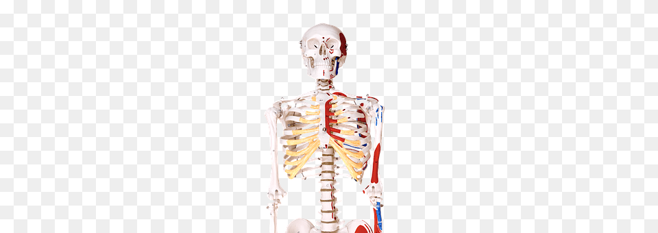 Skeleton Adult, Female, Person, Woman Free Png