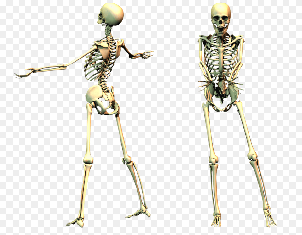 Skeleton, Person, Man, Male, Adult Png