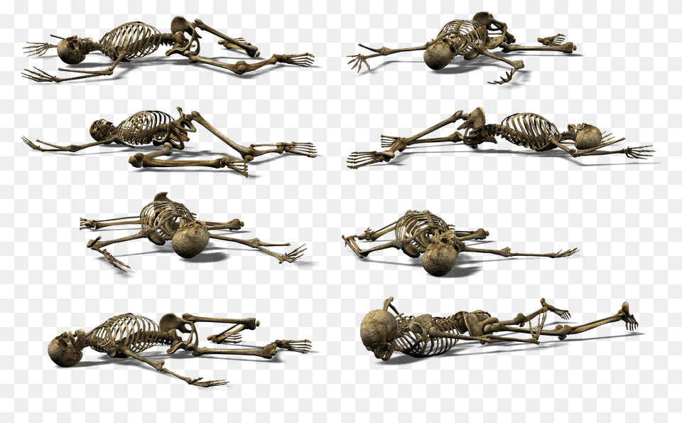 Skeleton, Reptile, Animal, Dinosaur, Invertebrate Png Image
