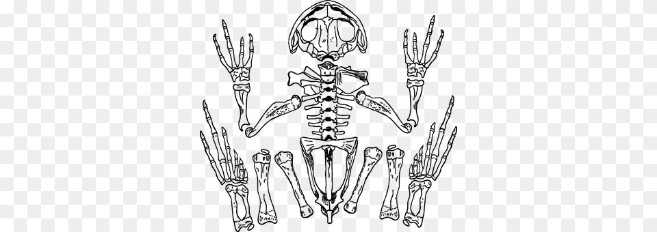 Skeleton Gray Free Png