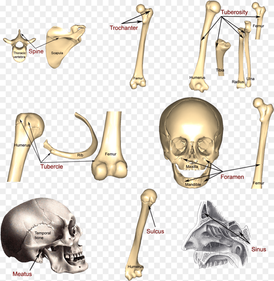 Skeleton, Baby, Face, Head, Person Free Transparent Png