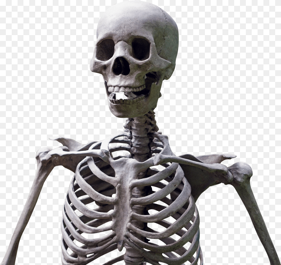 Skeleton, Adult, Male, Man, Person Png Image