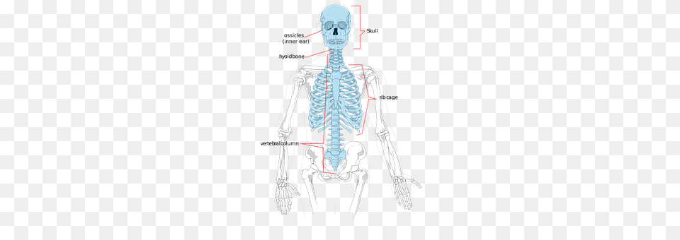 Skeleton Adult, Male, Man, Person Free Png