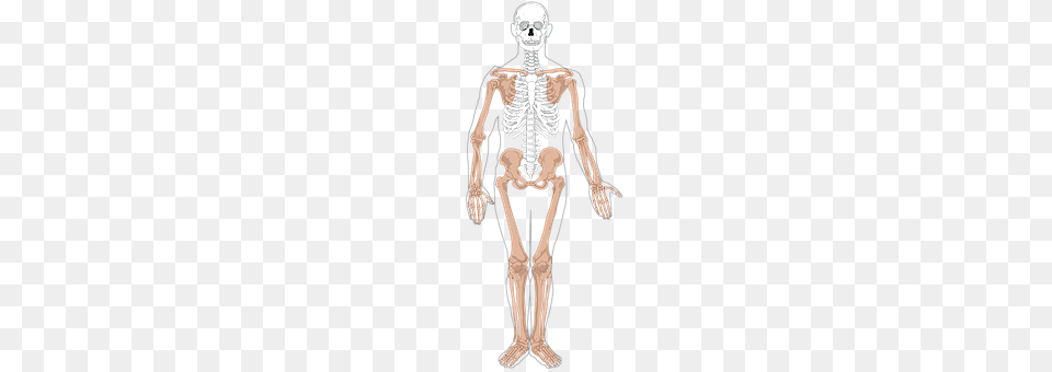 Skeleton Adult, Male, Man, Person Png Image