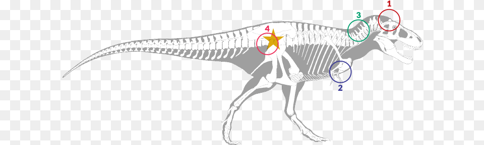 Skeleton, Animal, Dinosaur, Reptile, T-rex Png Image