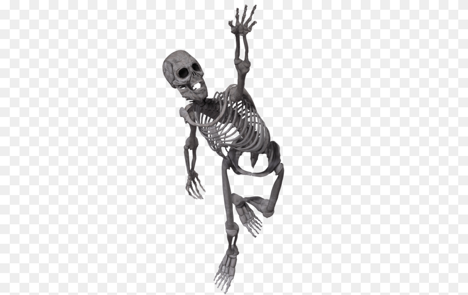 Skeleton, Person, Face, Head Free Transparent Png