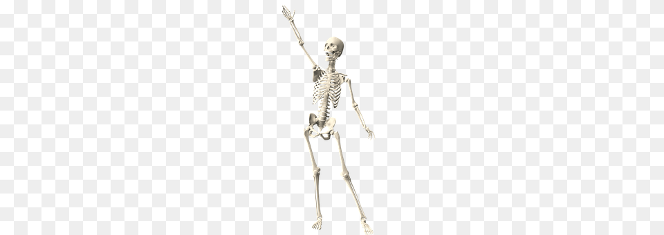 Skeleton Adult, Bride, Female, Person Png