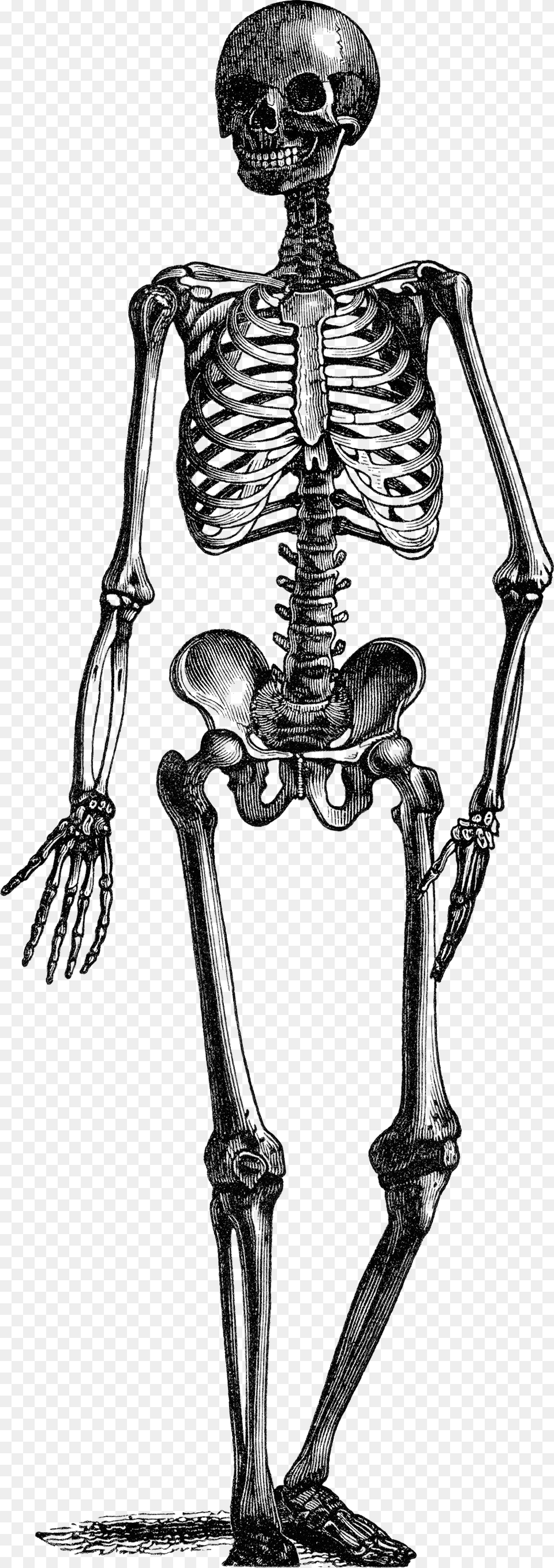 Skeleton, Gray Png Image
