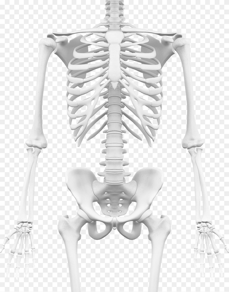 Skeleton, Animal, Dinosaur, Reptile Free Transparent Png