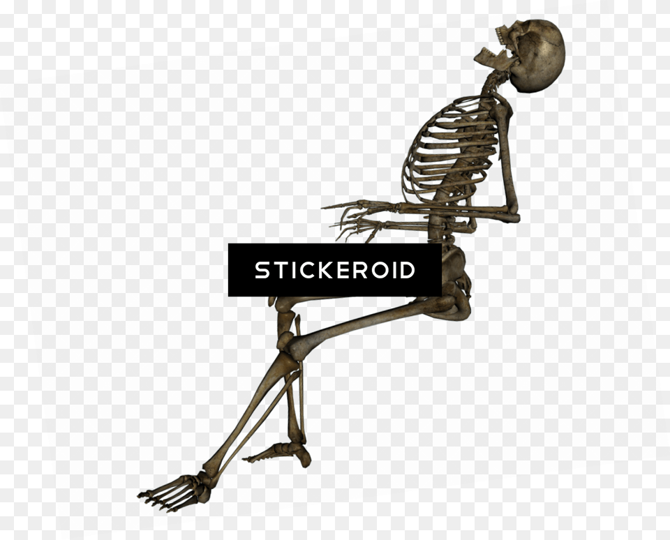 Skeleton, Animal, Bird Png