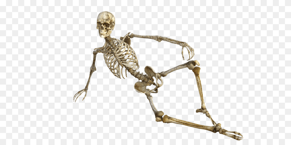 Skeleton, Person, Head Png